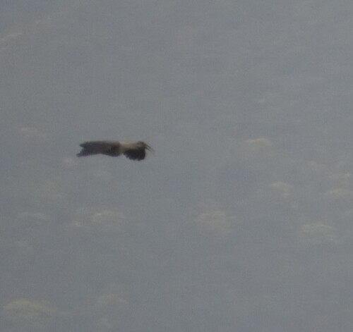 iNaturalist image