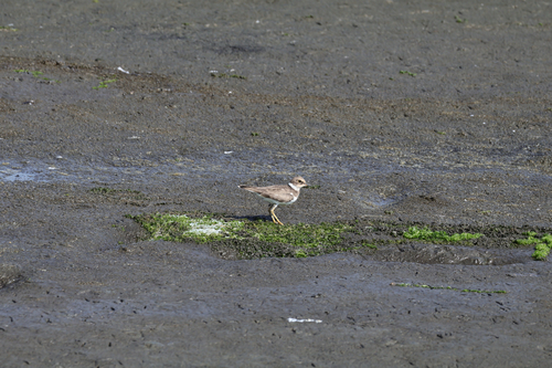 Little Ringed Plover