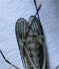 Culiseta incidens