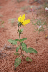 Helianthus anomalus