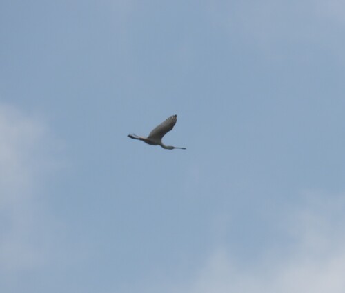 iNaturalist image