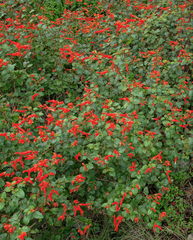 Salvia regla