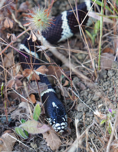 California King Snake observed by wildcatdogs