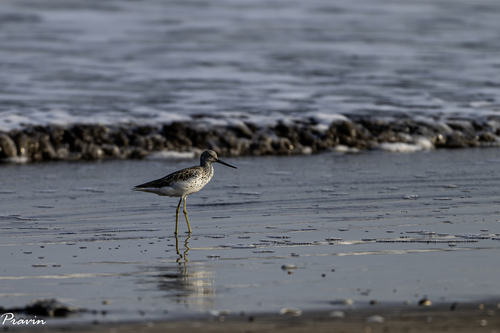 iNaturalist image