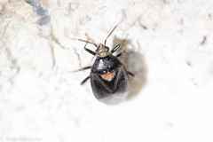 Deraeocoris sayi