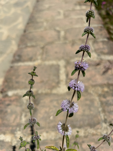 Pennyroyal