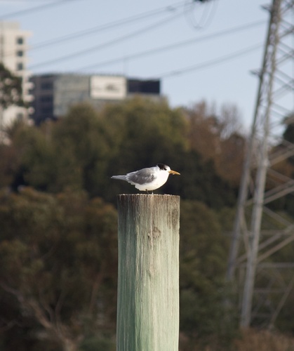 iNaturalist: (c) Ash, some rights reserved (CC BY-NC), uploaded by Ash iNaturalist image
