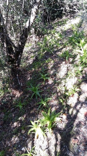Bulbine latifolia