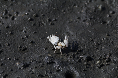 Milky Fiddler Crab
