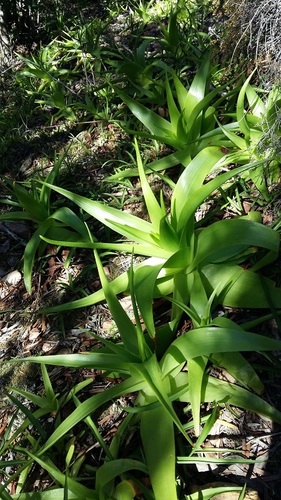 Bulbine latifolia