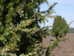 Juniperus communis communis