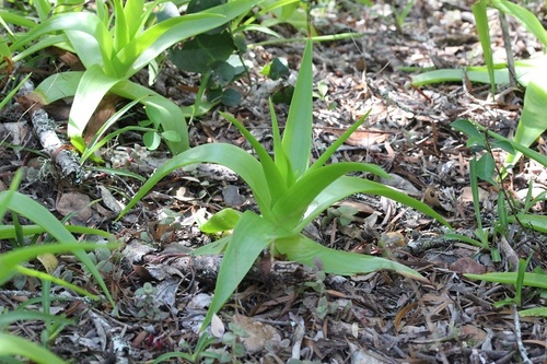 Bulbine latifolia