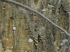 Melecta albifrons
