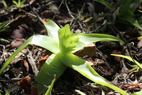 Bulbine latifolia