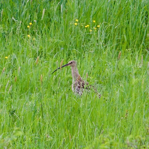 iNaturalist: (c) Ирина Киселева, some rights reserved (CC BY-NC), uploaded by Ирина Киселева iNaturalist image