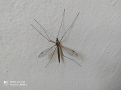 Tipula