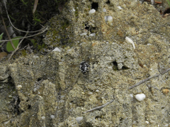 Melecta albifrons