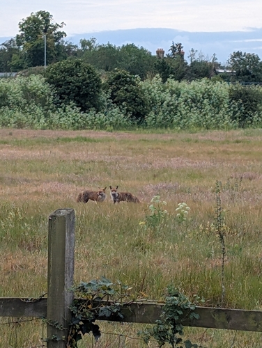 Red Fox observed by kelgreen