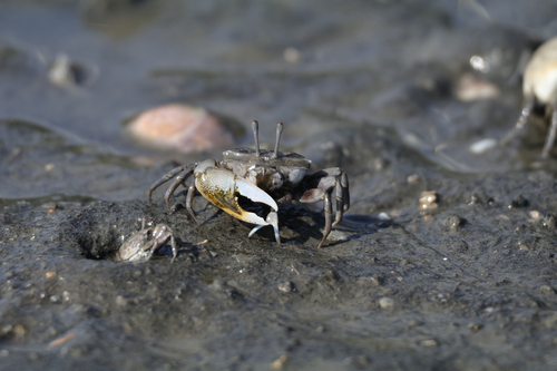 Northern Calling Fiddler Crab