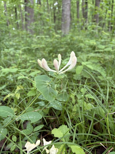 Lonicera caprifolium