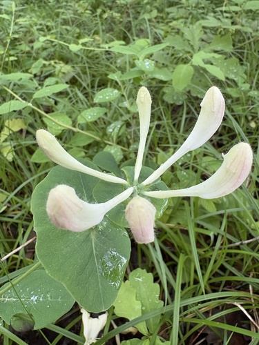 Lonicera caprifolium