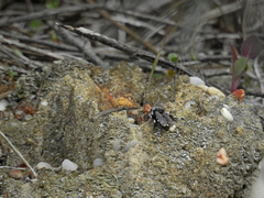 Melecta albifrons