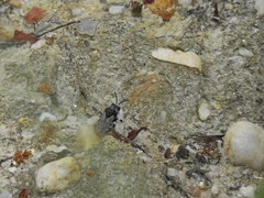 Melecta albifrons