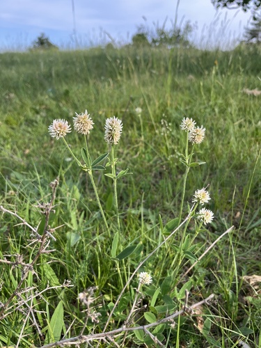 Mountain Clover