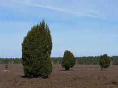 Juniperus communis communis