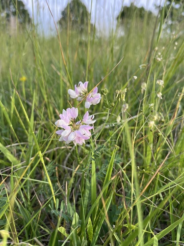purple crownvetch