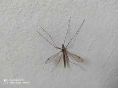 Tipula