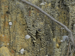 Melecta albifrons