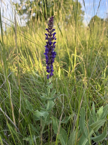 Purple Wood Sage