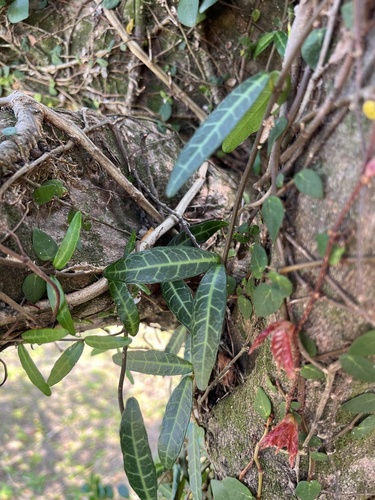 Trachelospermum asiaticum