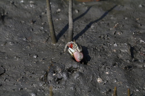 Bowed Fiddler Crab