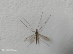 Tipula