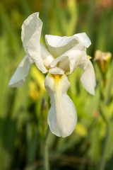 Iris