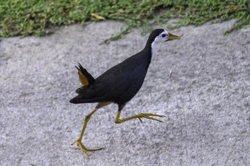 White-breasted Waterhen