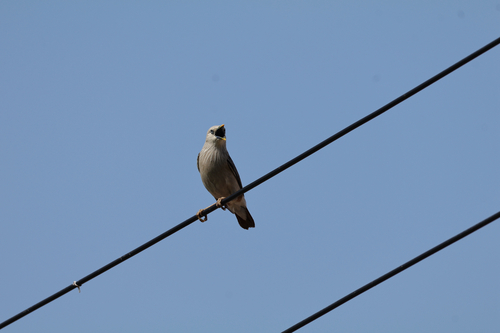 Chestnut-tailed Starling