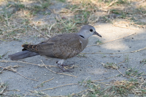 Red Collared-Dove