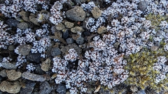 Raoulia albosericea, photograph (c) Clarissa Louise, some rights reserved (CC BY)