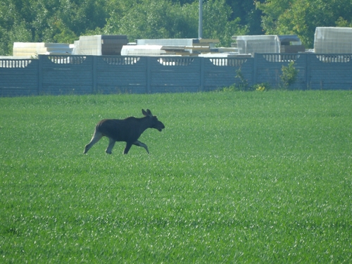 Łoś euroazjatycki observed by srala-bartek