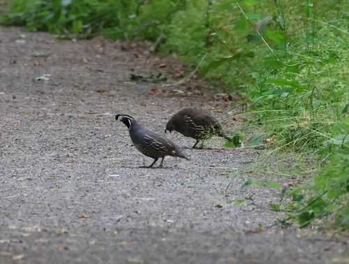 California Quail observed by ellarader