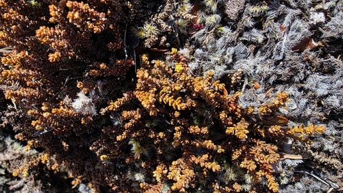 Lepidothamnus laxifolius, photograph 6