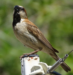 Passer motitensis
