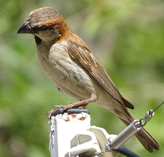 Passer motitensis