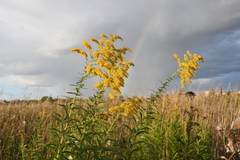 Solidago canadensis