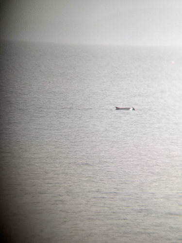 Common Bottlenose Dolphin observed by kh-c