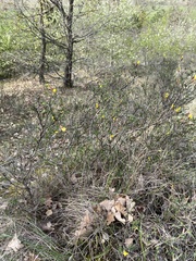 Chamaecytisus spinescens
