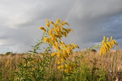 Solidago canadensis